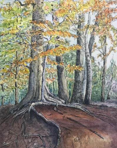 American Beech Tree (Prints only)