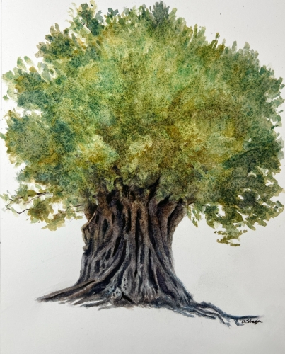 Ancient-Olive-Tree