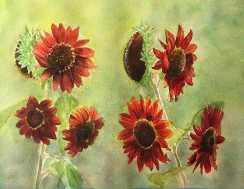 Red Sunflowers