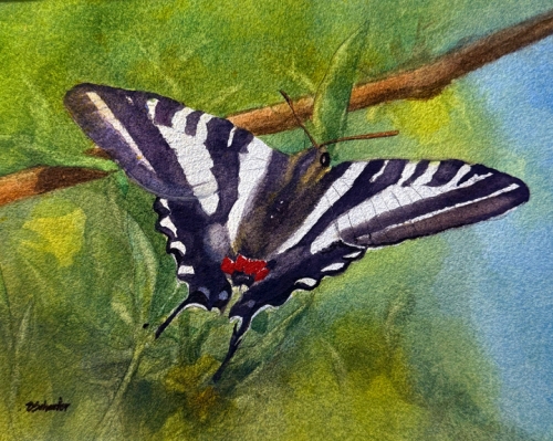 Zebra Swallowtail